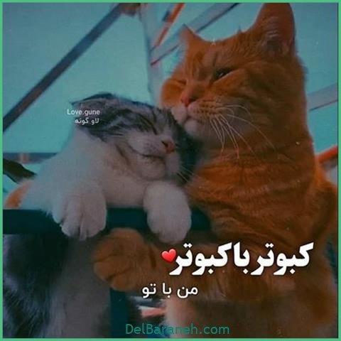 عکس اس ام اس دیوانه کننده