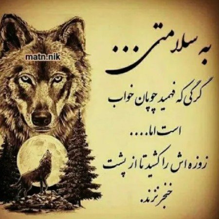  عکس گرگ