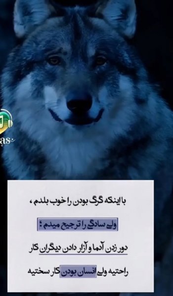  عکس گرگ