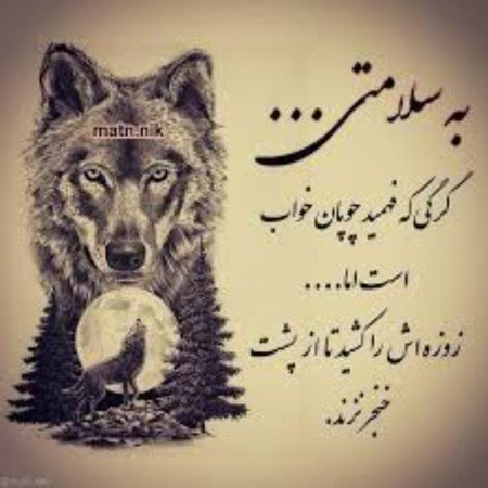 عکس گرگ