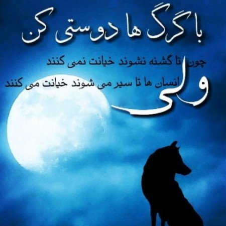  عکس گرگ