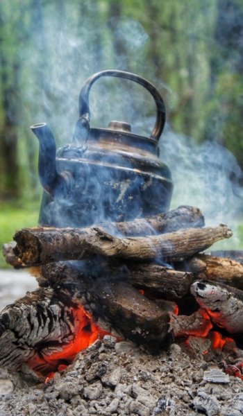  عکس جنگل
