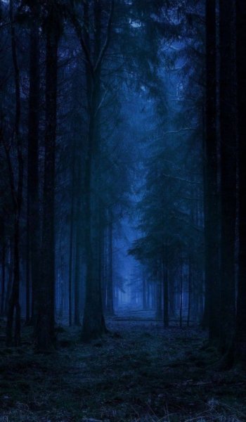  عکس جنگل