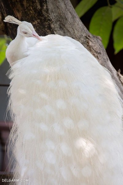  عکس طاووس