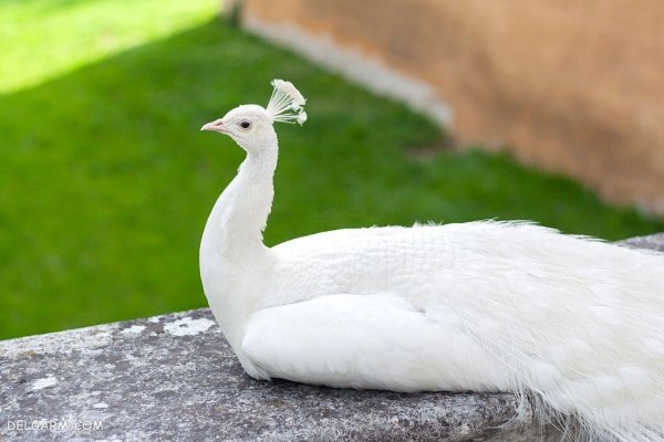  عکس طاووس