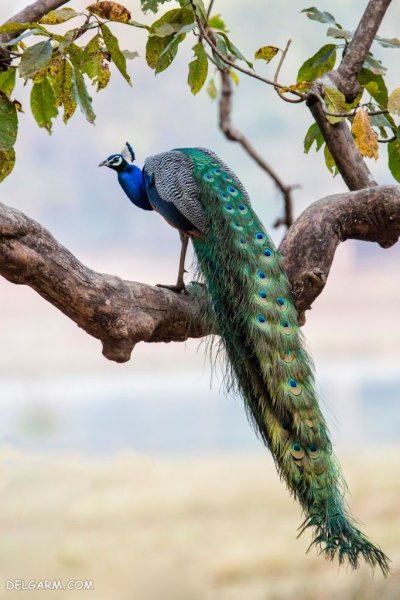  عکس طاووس