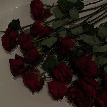  عکس گل رز