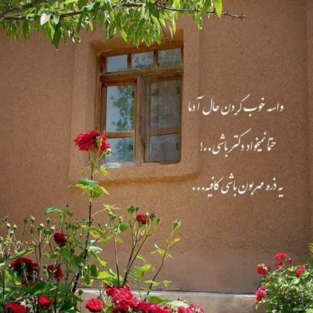  عکس گل رز