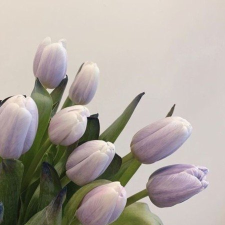  عکس دسته گل