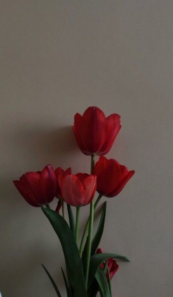  عکس گل لاله