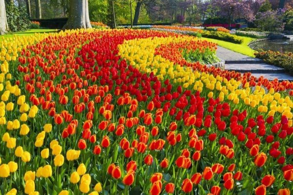  زیباترین عکس جنگل