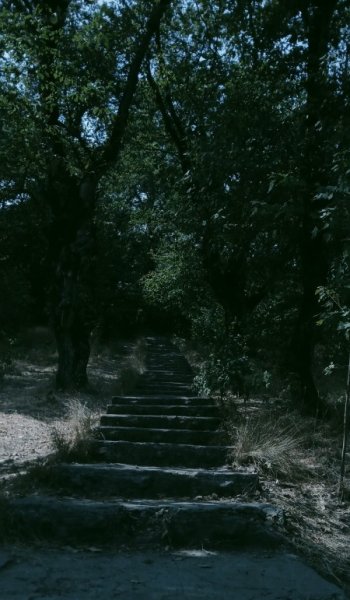  عکس جنگل تاریک زیبا