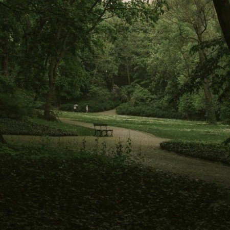  عکس جنگل تاریک زیبا