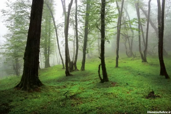  عکس جنگل شمال طبیعی