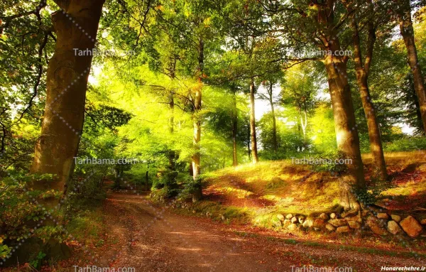  عکس جنگل شمال طبیعی