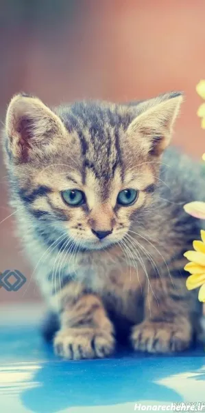  عکس حیوانات وحشی برای پروفایل