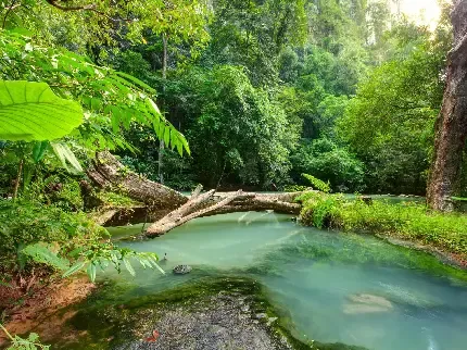  عکس رودخانه