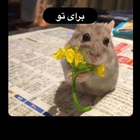  عکس گل گیاه