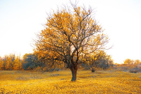  عکس طلوع خورشید در پاییز