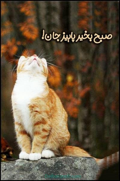  80 صبح بخیر پاییزی انگیزشی