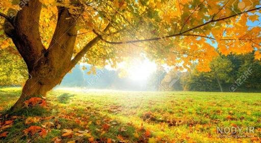 سلام صبح بخیر پاییزی همراه عکس گل