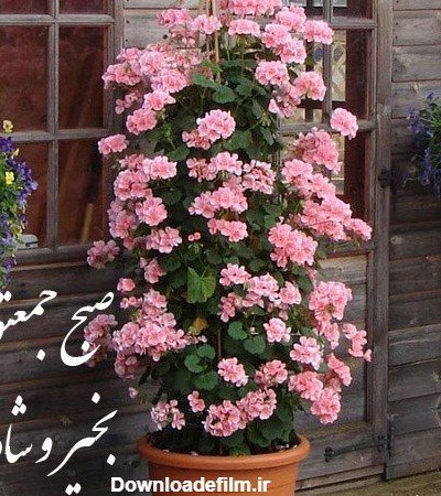 عکس صبح جمعه بخیر عشقم