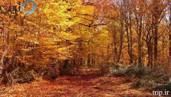  عکس از طبیعت پاییزی ایران