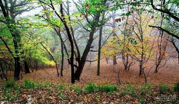  عکس طبیعت پاییزی با کیفیت بالا