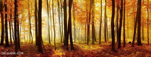  139 عکس برگ پاییزی با کیفیت بالا