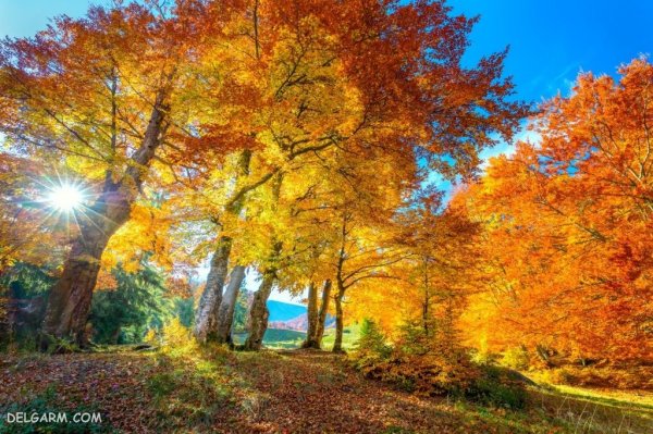  139 عکس برگ پاییزی با کیفیت بالا