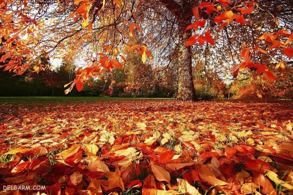  139 عکس برگ پاییزی با کیفیت بالا