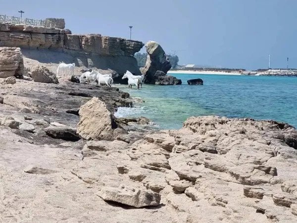 جاهای لاکچری کیش