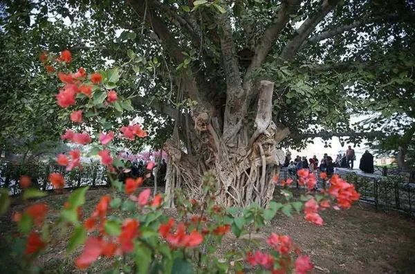 جاهای لاکچری کیش
