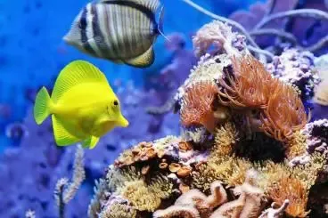 عکس کیش برای پروفایل