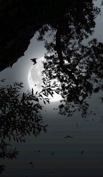  عکس ماه شب