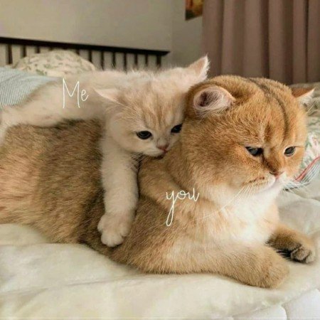  عکس های قلب شکسته