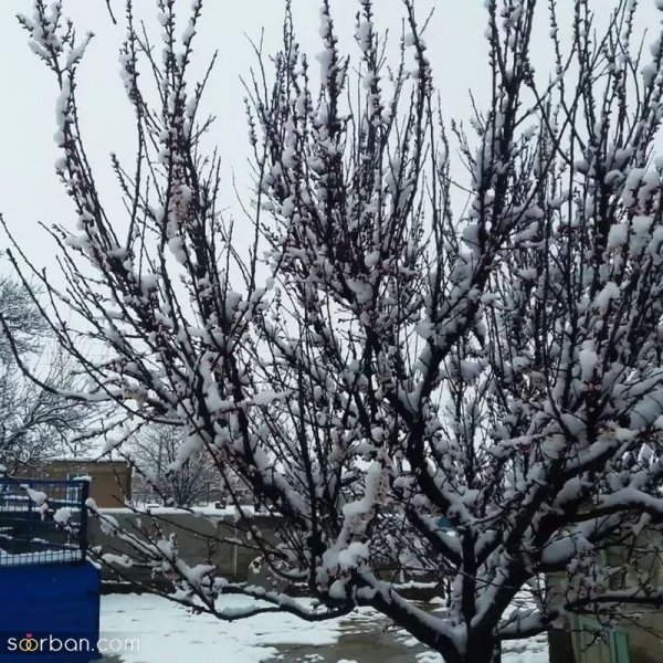  عکس کوه برفی در شب