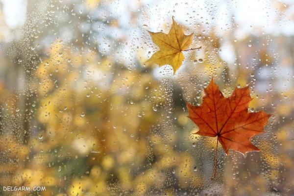  عکس طبیعی از پاییز