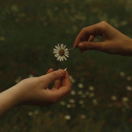 عکس گل بابونه