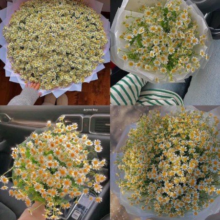 عکس گل بابونه