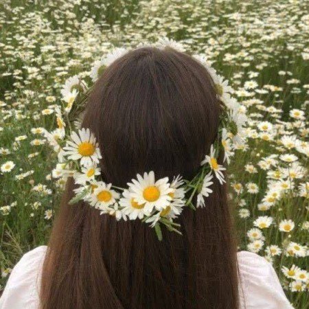عکس گل بابونه