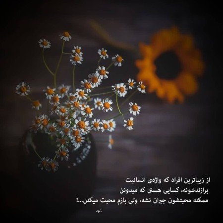 عکس گل بابونه