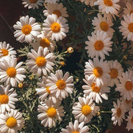 عکس گل بابونه