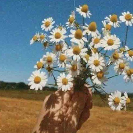 عکس گل بابونه