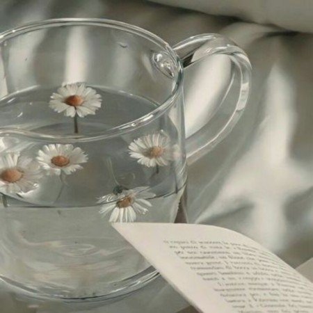عکس گل بابونه