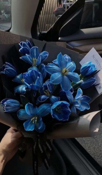 عکس گل بابونه
