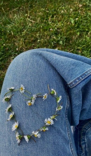عکس گل بابونه