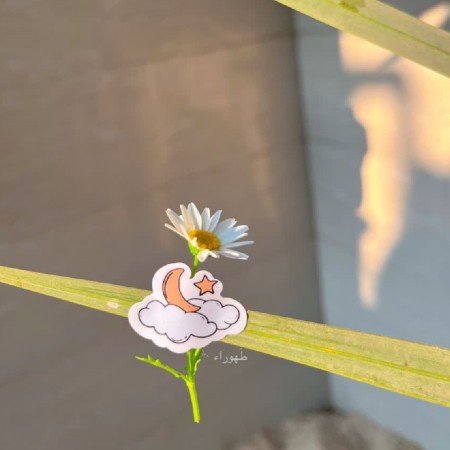 عکس گل بابونه