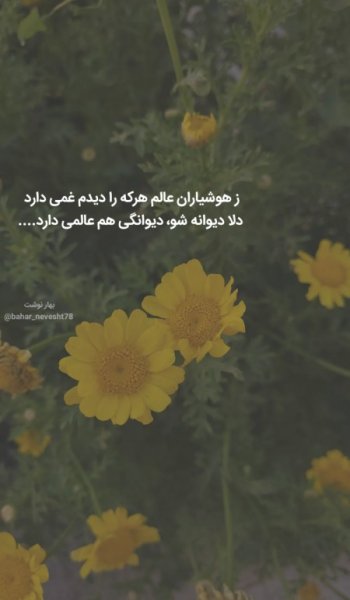 عکس گل بابونه