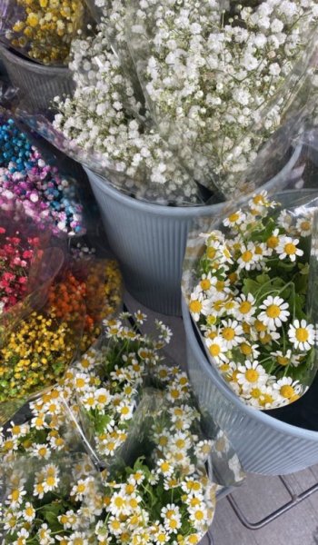 عکس گل بابونه